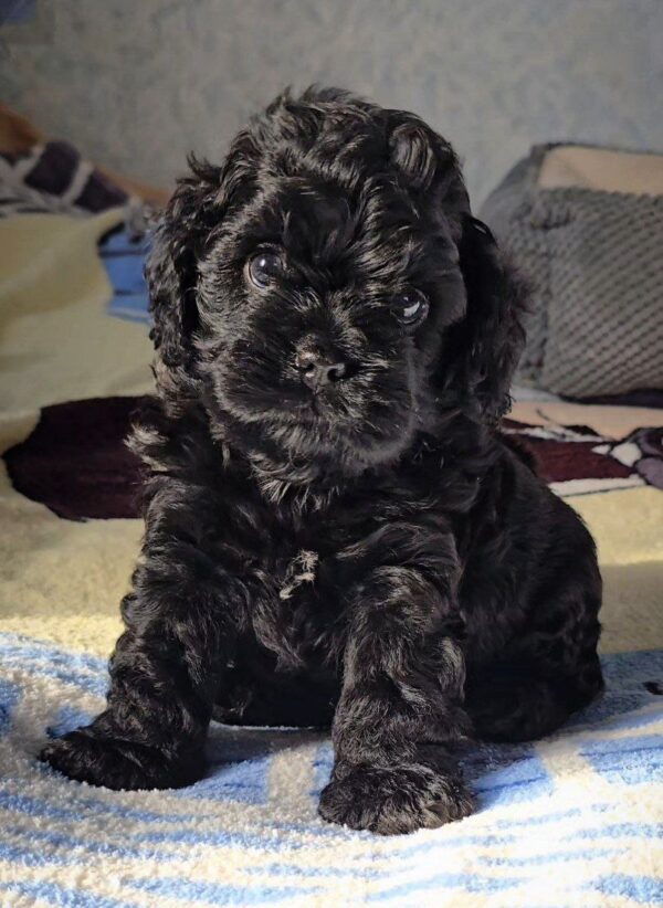 Talls Cavapoo
