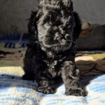 Talls-male-Cavapoo-puppy-for-sale-3