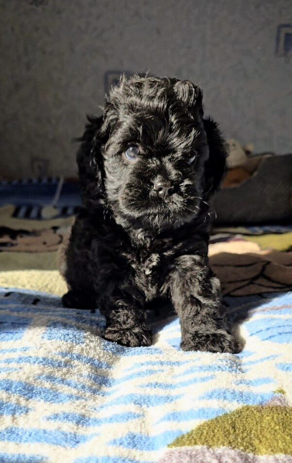 Talls Cavapoo