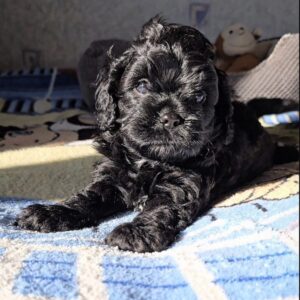 Talls Cavapoo