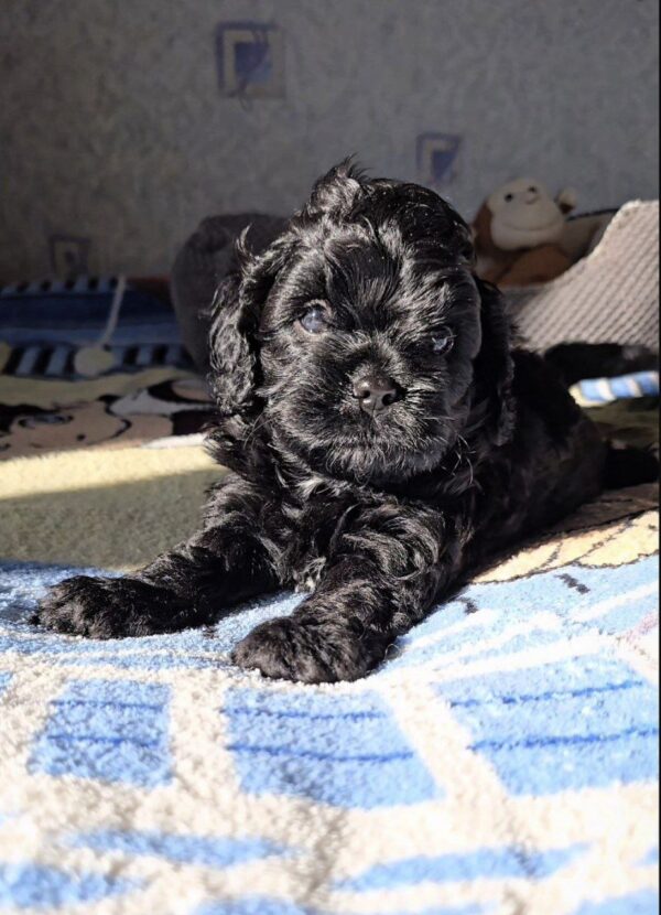 Talls Cavapoo