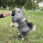Nayton Pomeranian