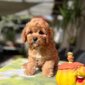 Teddy Cavapoo