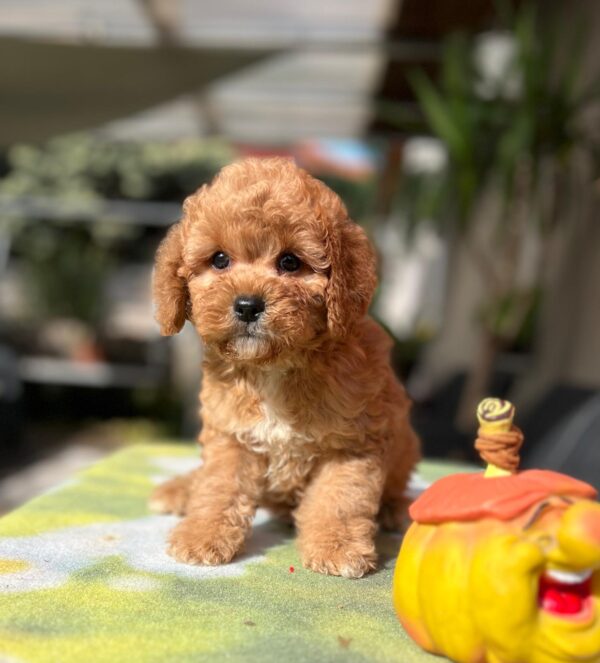Teddy Cavapoo