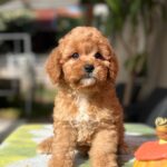 Teddy-male-cavapoo-puppy-for-sale-1 (2)