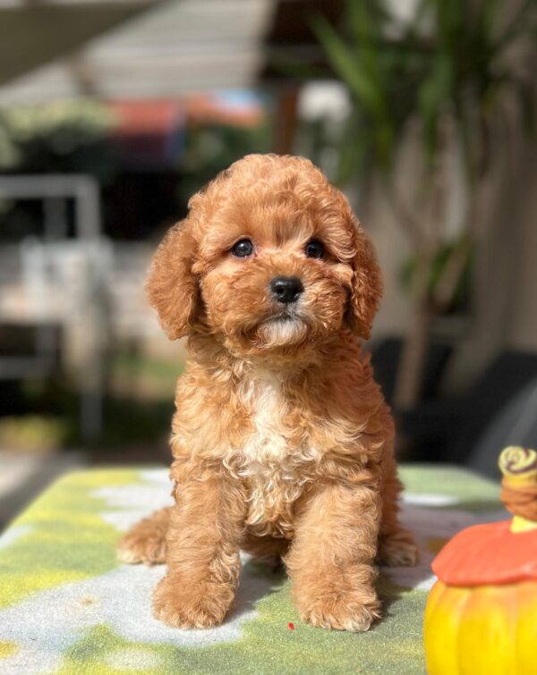 Teddy Cavapoo