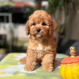 Teddy Cavapoo