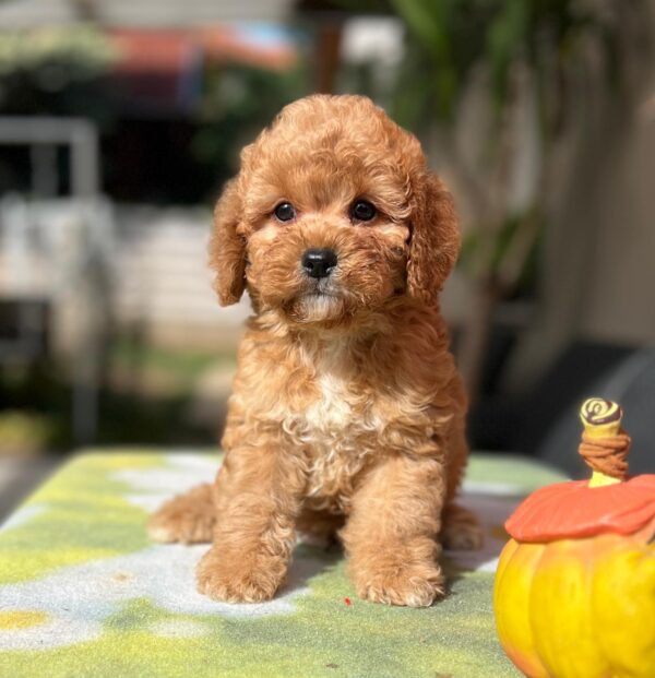 Teddy Cavapoo