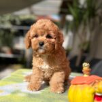 Teddy-male-cavapoo-puppy-for-sale-1 (4)