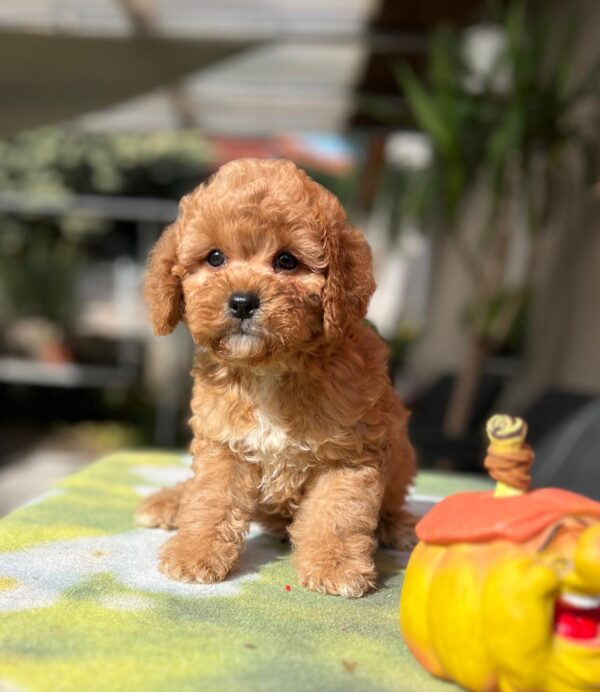 Teddy Cavapoo
