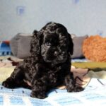 Tiara-female-Cavapoo-puppy-for-sale-1