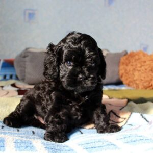 Tiara Cavapoo