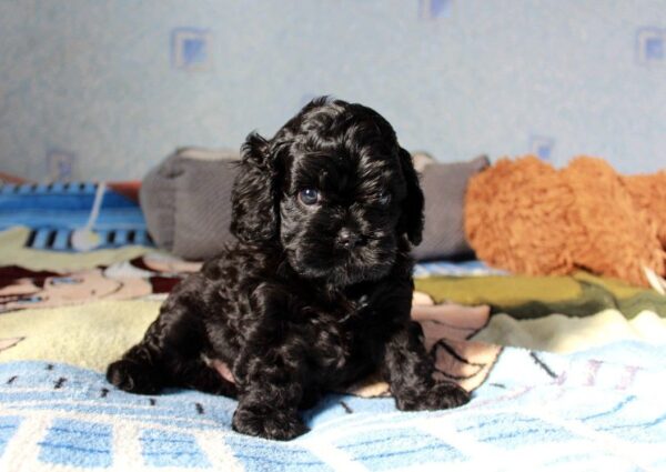 Tiara Cavapoo