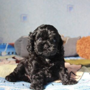 Tiara Cavapoo