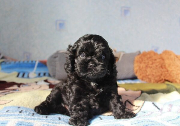 Tiara Cavapoo