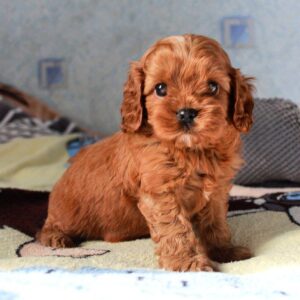 Tippo Cavapoo