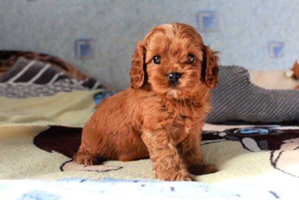 Tippo Cavapoo