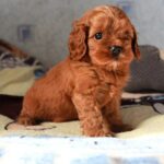 Tippo-male-Cavapoo-puppy-for-sale-2