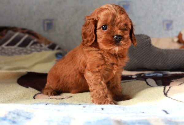 Tippo Cavapoo