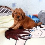 Tippo-male-Cavapoo-puppy-for-sale-3