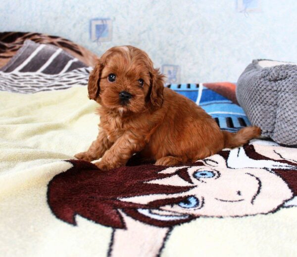 Tippo Cavapoo