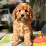 Toby-male-cavapoo-puppy-for-sale-1 (1)