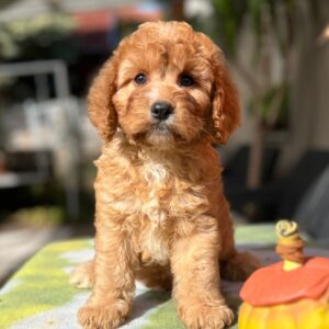 Toby Cavapoo
