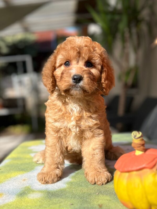 Toby Cavapoo