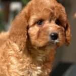 Toby-male-cavapoo-puppy-for-sale-1 (2)