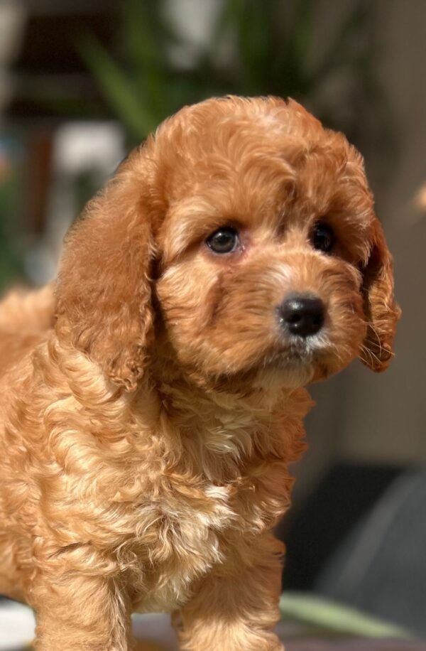 Toby Cavapoo