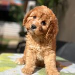 Toby-male-cavapoo-puppy-for-sale-1 (3)
