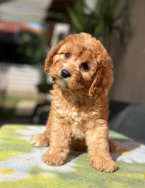 Toby Cavapoo