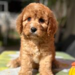 Teddy Cavapoo