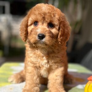 Toby Cavapoo