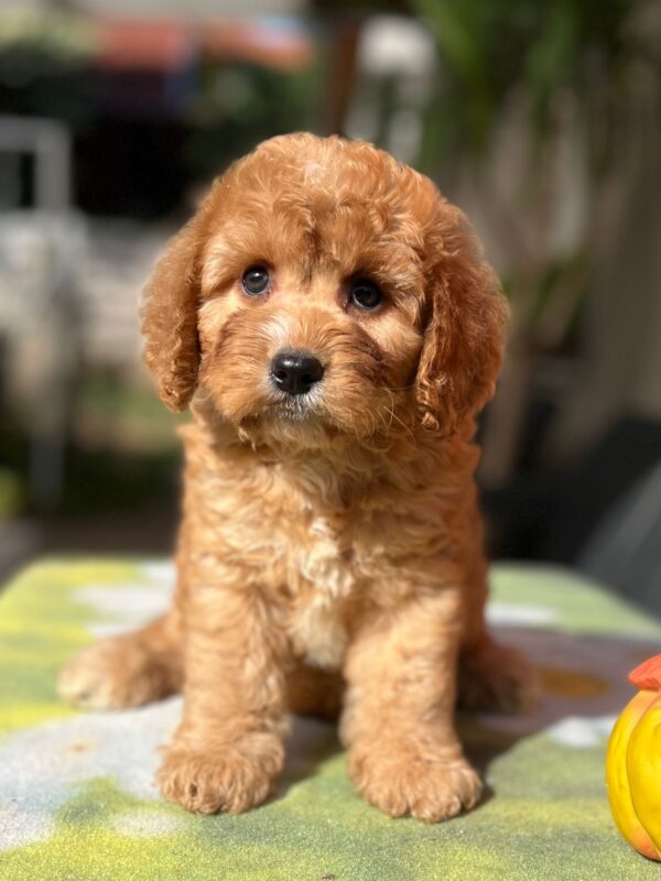 Toby Cavapoo