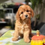 Toby-male-cavapoo-puppy-for-sale-1 (5)