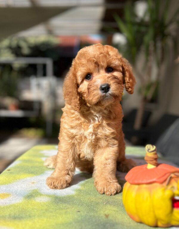 Toby Cavapoo