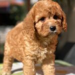 Toby-male-cavapoo-puppy-for-sale-1 (6)