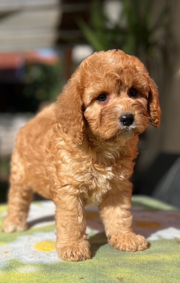 Toby Cavapoo