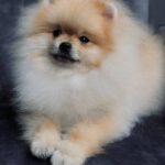 Tokio-male-pomeranian-puppy-for-sale-1 (1)