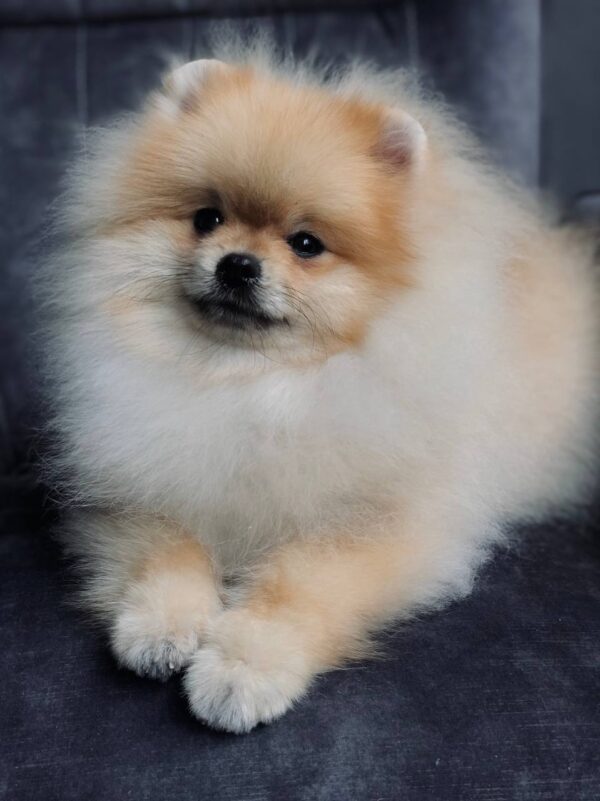 Tokio Pomeranian