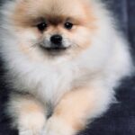 Tokio-male-pomeranian-puppy-for-sale-1 (2)