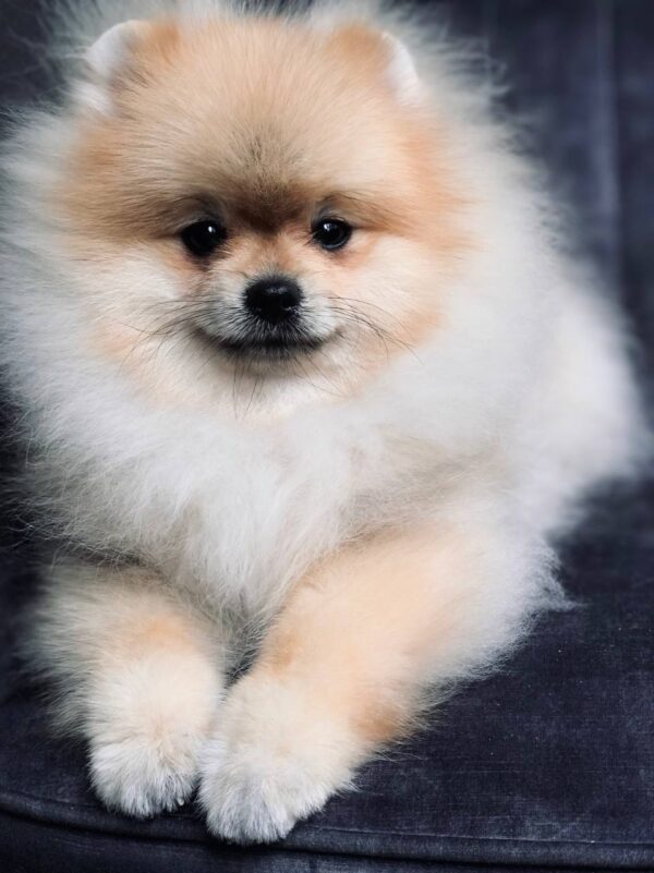 Tokio Pomeranian