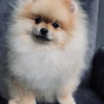 Tokio-male-pomeranian-puppy-for-sale-1 (3)