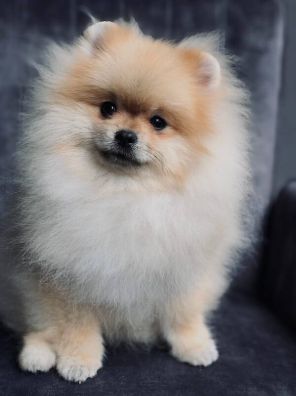 Tokio Pomeranian