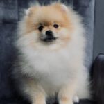 Tokio-male-pomeranian-puppy-for-sale-1 (4)