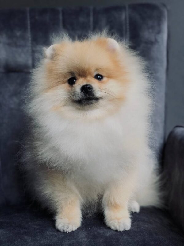 Tokio Pomeranian
