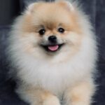 Rudy Pomeranian