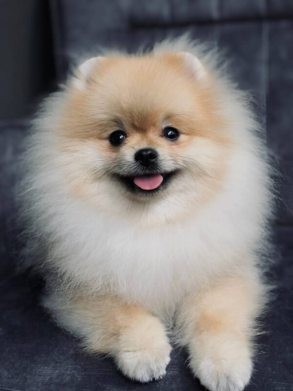 Tokio Pomeranian