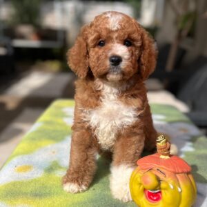 Tom Cavapoo
